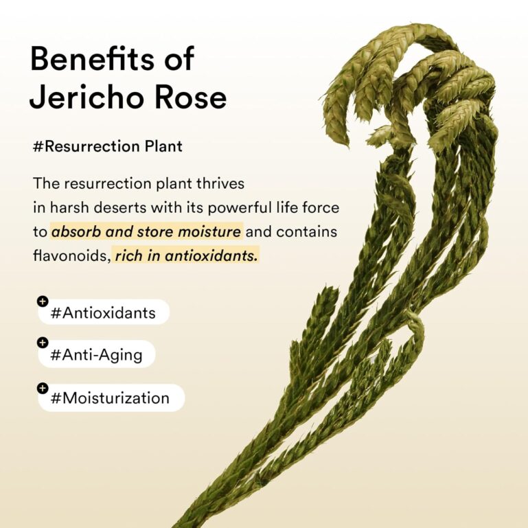 71ZLUZpJHlL._SL1500_